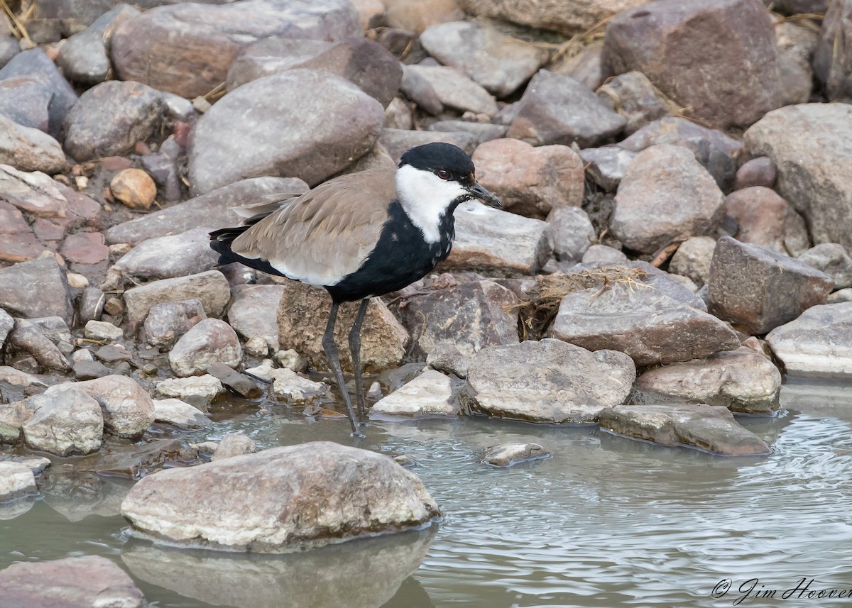 Spur-winged Lapwing - ML113003221