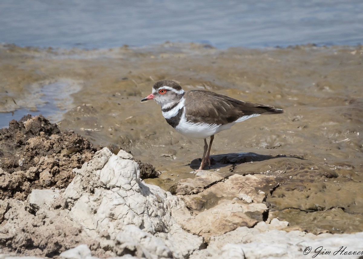 Three-banded Plover - ML113003451