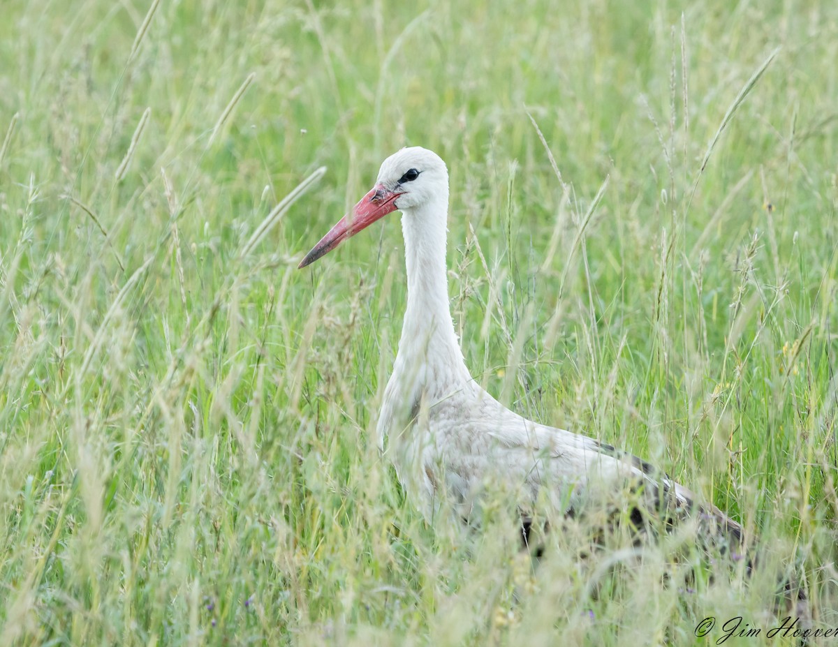 White Stork - ML113003661