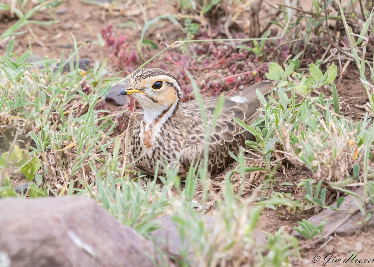 Three-banded Courser - Jim Hoover