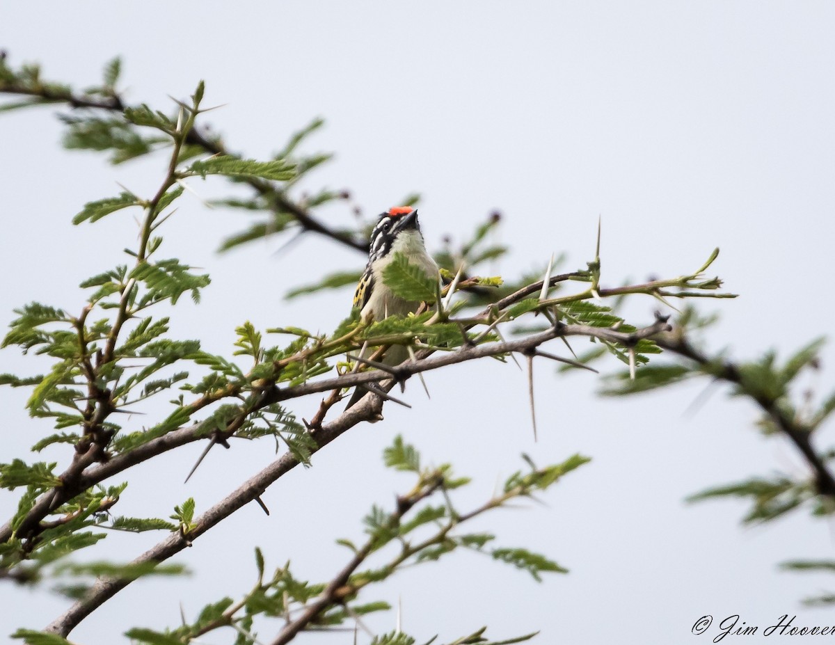 Red-fronted Tinkerbird - ML113004331