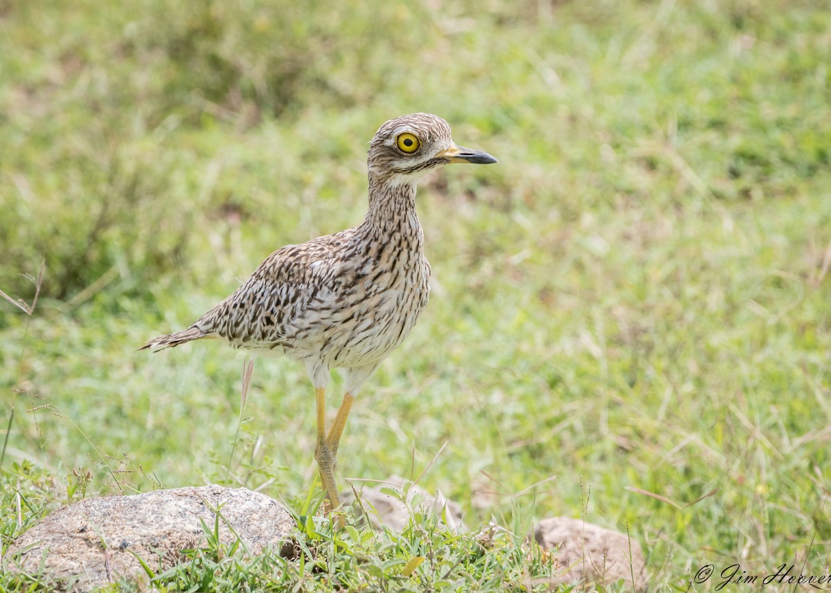 Spotted Thick-knee - ML113007761