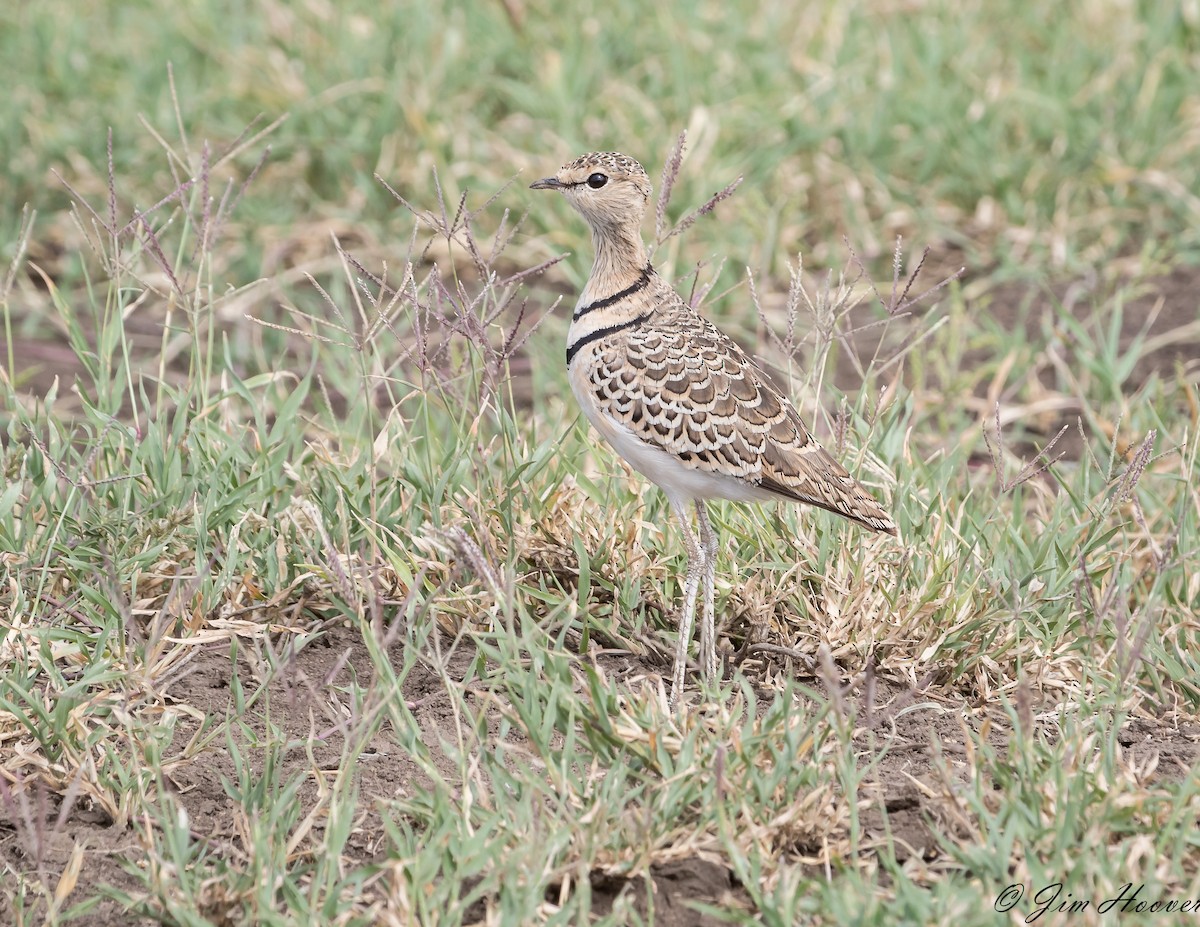 Double-banded Courser - ML113008131