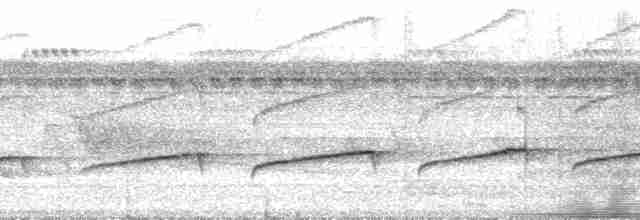 Мурав’янка-куцохвіст велика (підвид poecilinotus) - ML113011