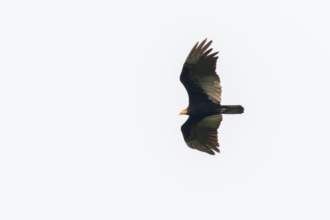 Greater Yellow-headed Vulture - ML113011751