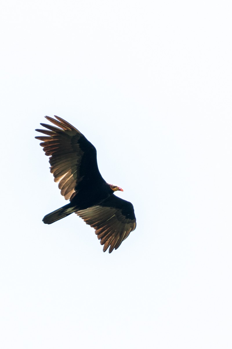 Greater Yellow-headed Vulture - Rob Felix