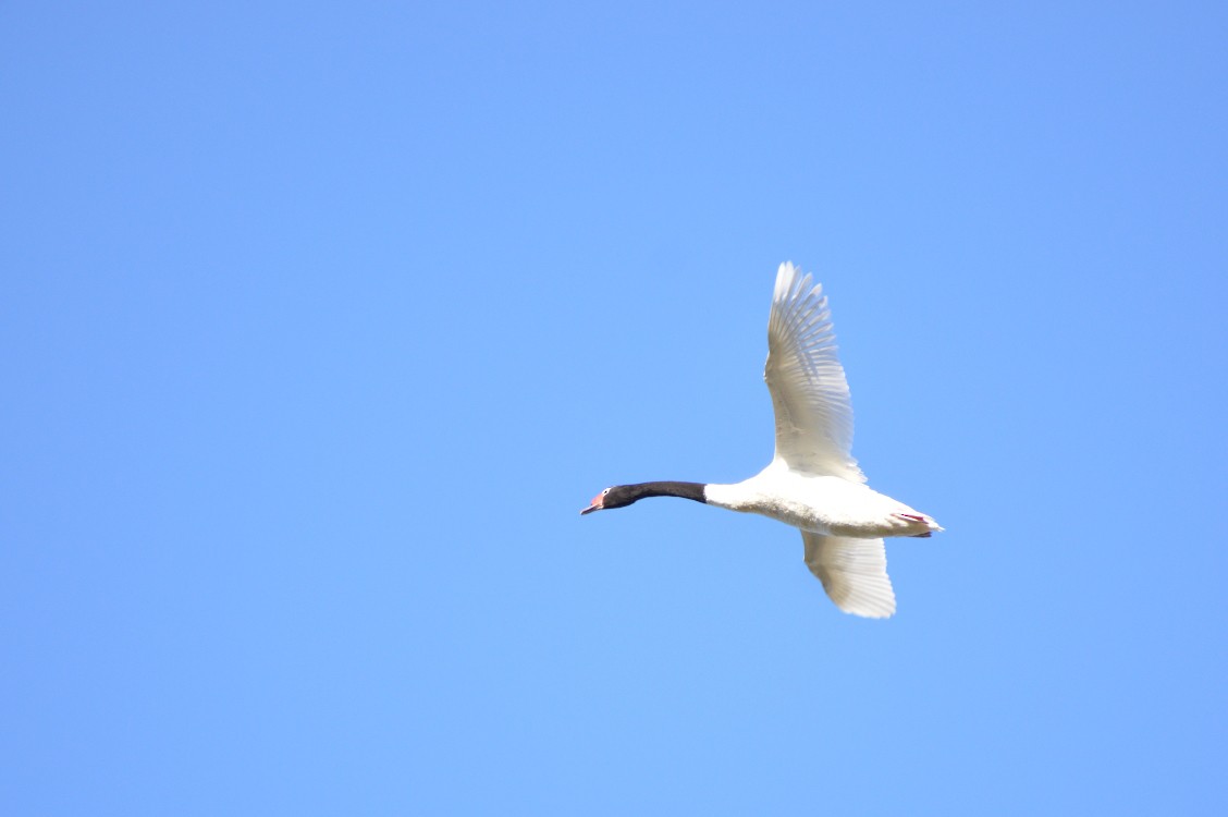 Black-necked Swan - silvia sokolovsky