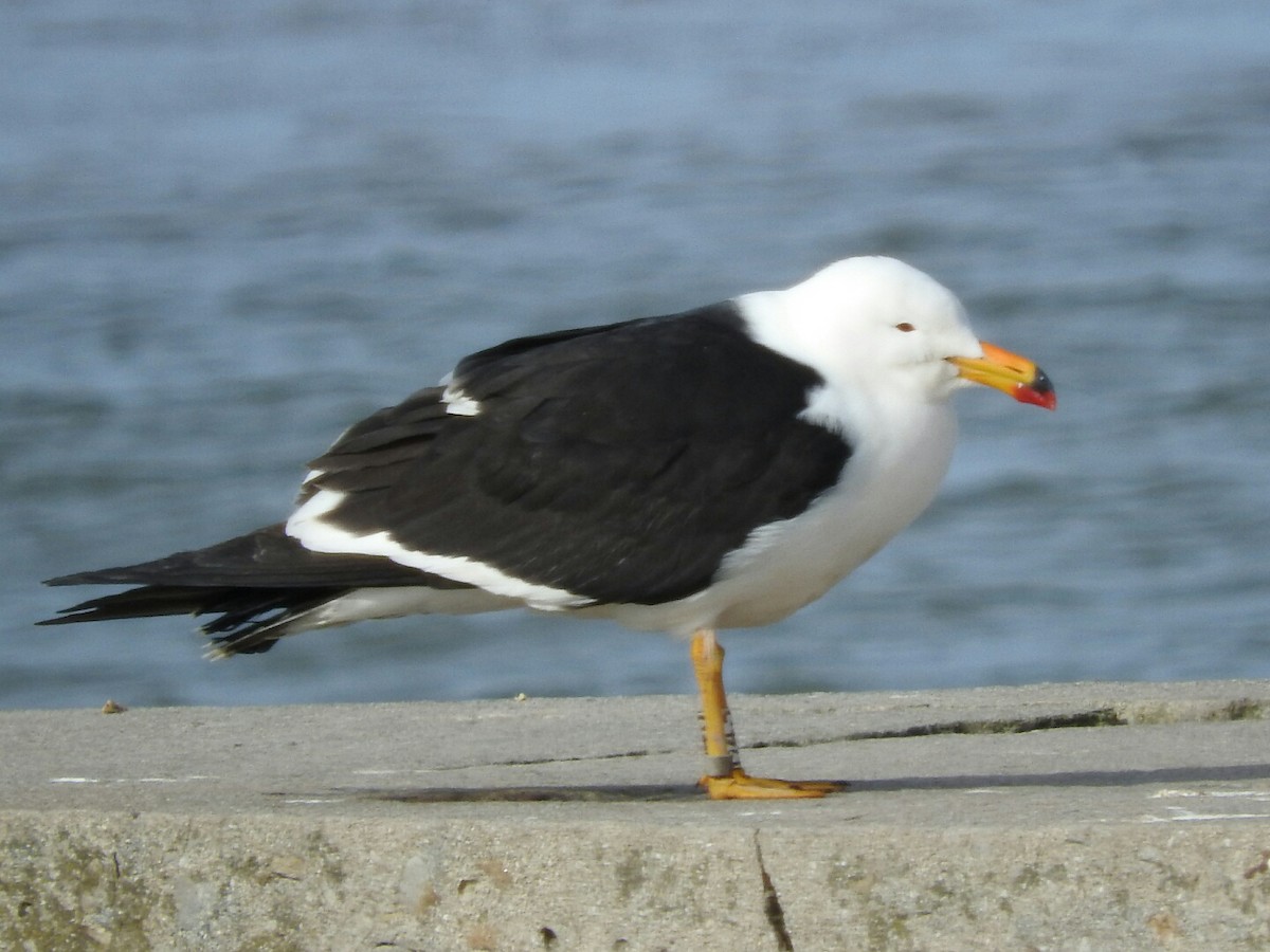 Olrog's Gull - Enrique Chiurla