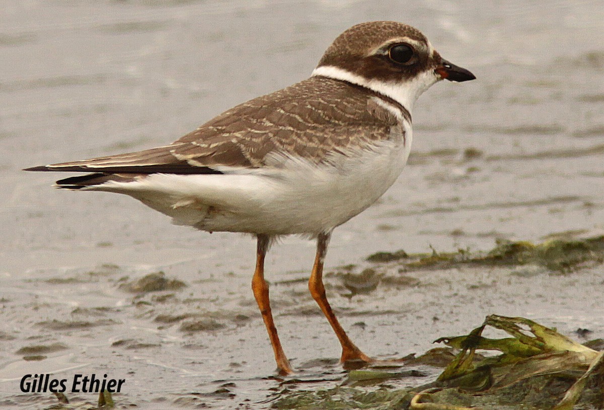 Semipalmated Plover - ML113022161