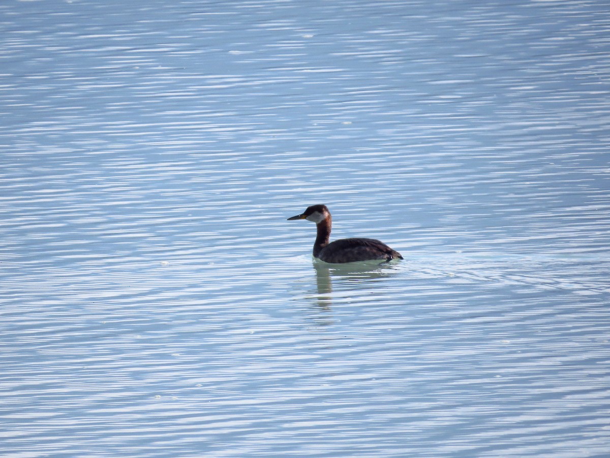 Red-necked Grebe - ML113023301