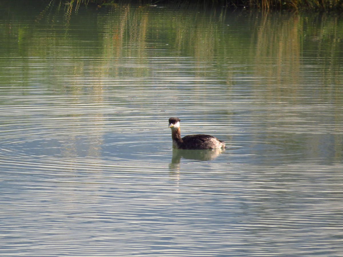 Red-necked Grebe - ML113023311