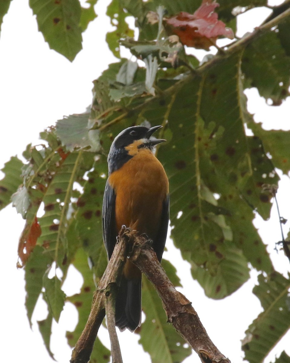Chestnut-bellied Mountain Tanager - ML113029751