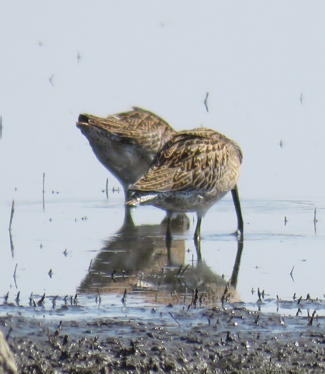 Short-billed Dowitcher - Tony Timmons