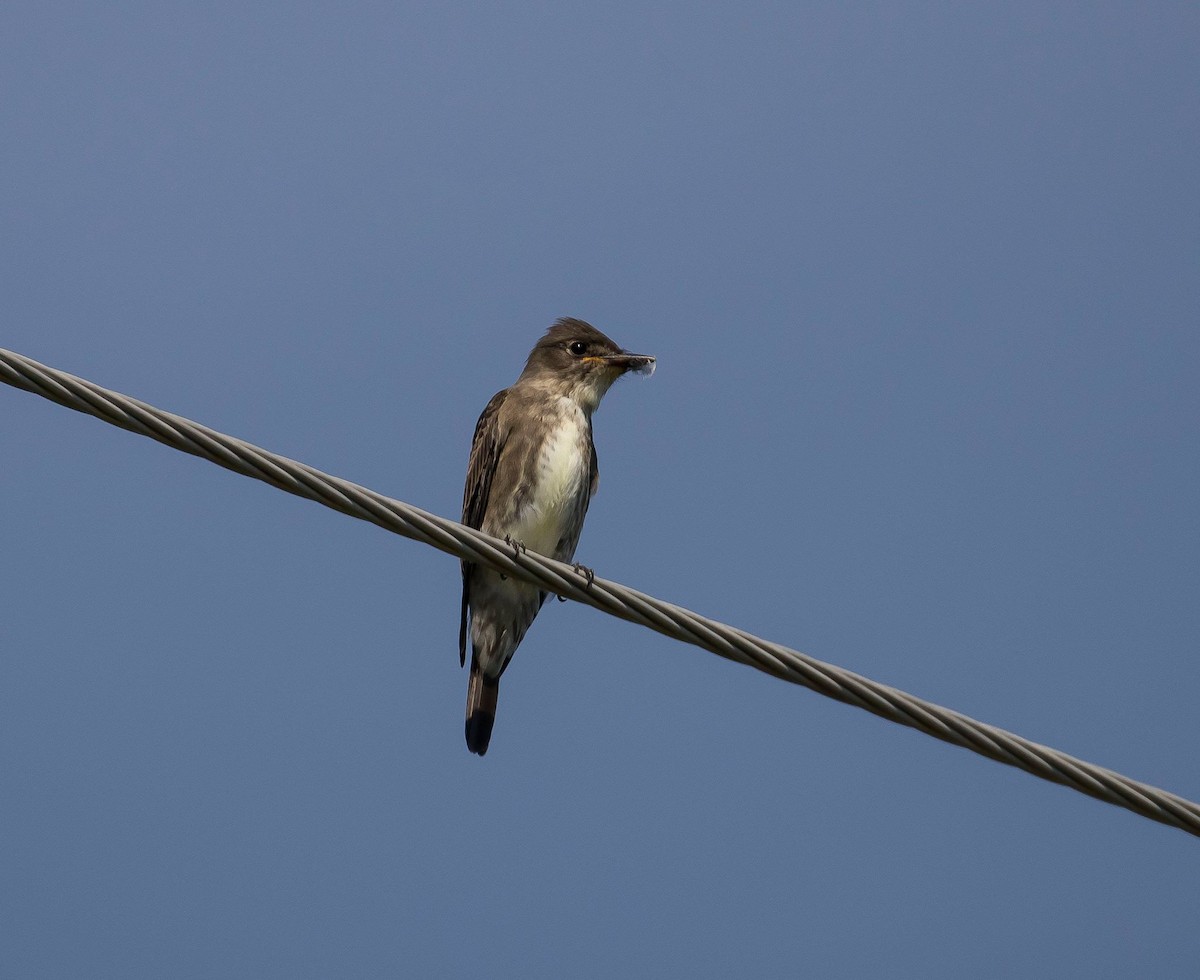 Olive-sided Flycatcher - Nova Scotia Bird Records