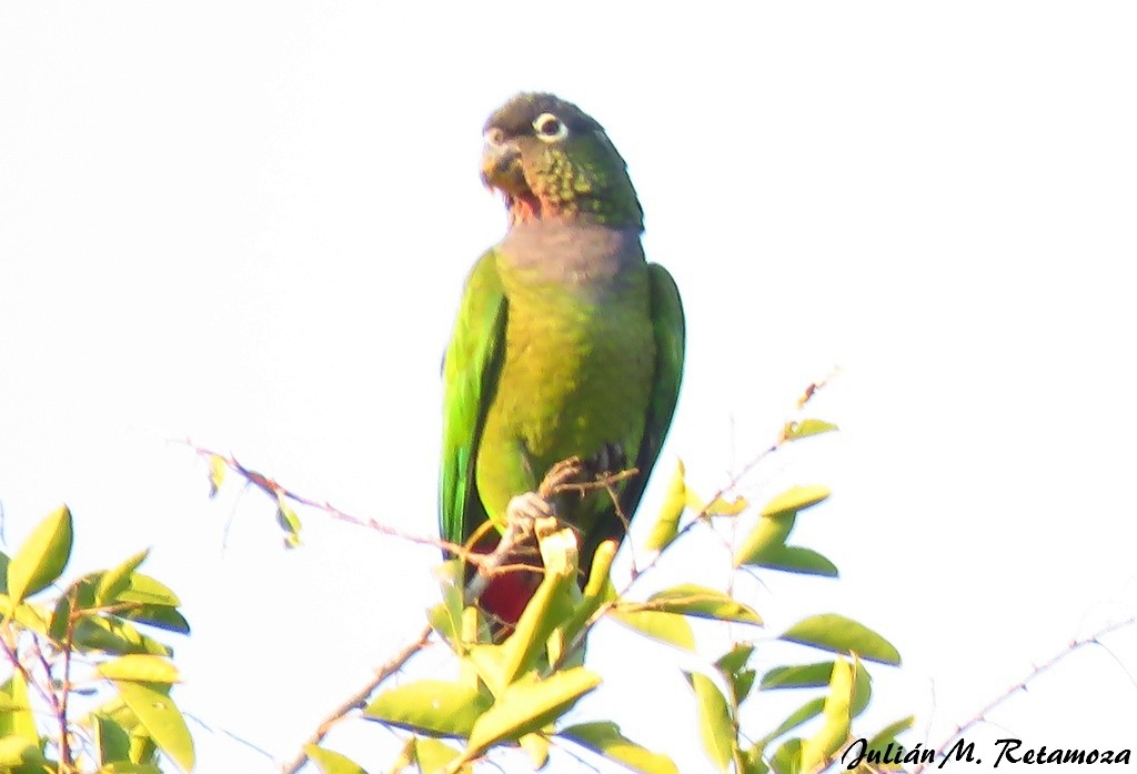 Scaly-headed Parrot - ML113034701
