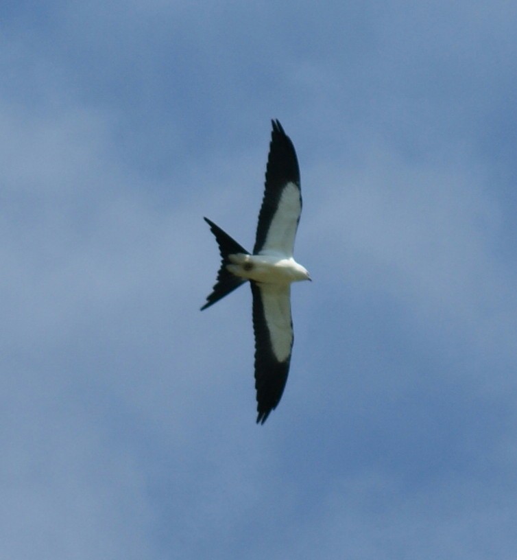 Swallow-tailed Kite - ML113034761