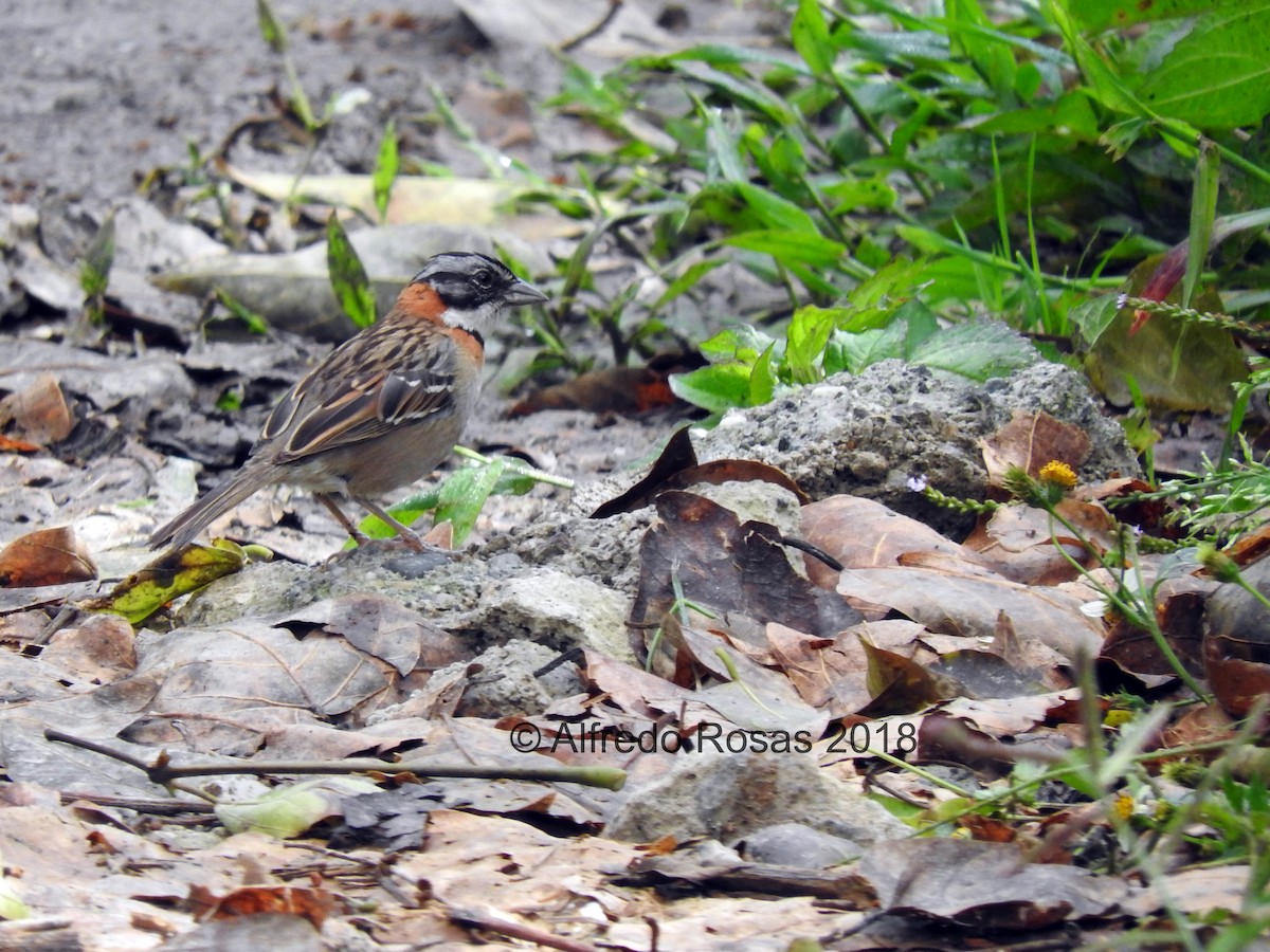 Rufous-collared Sparrow - Alfredo Rosas