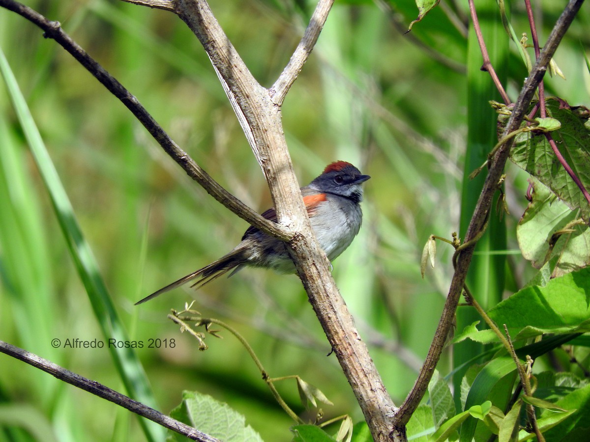 Pale-breasted Spinetail - Alfredo Rosas