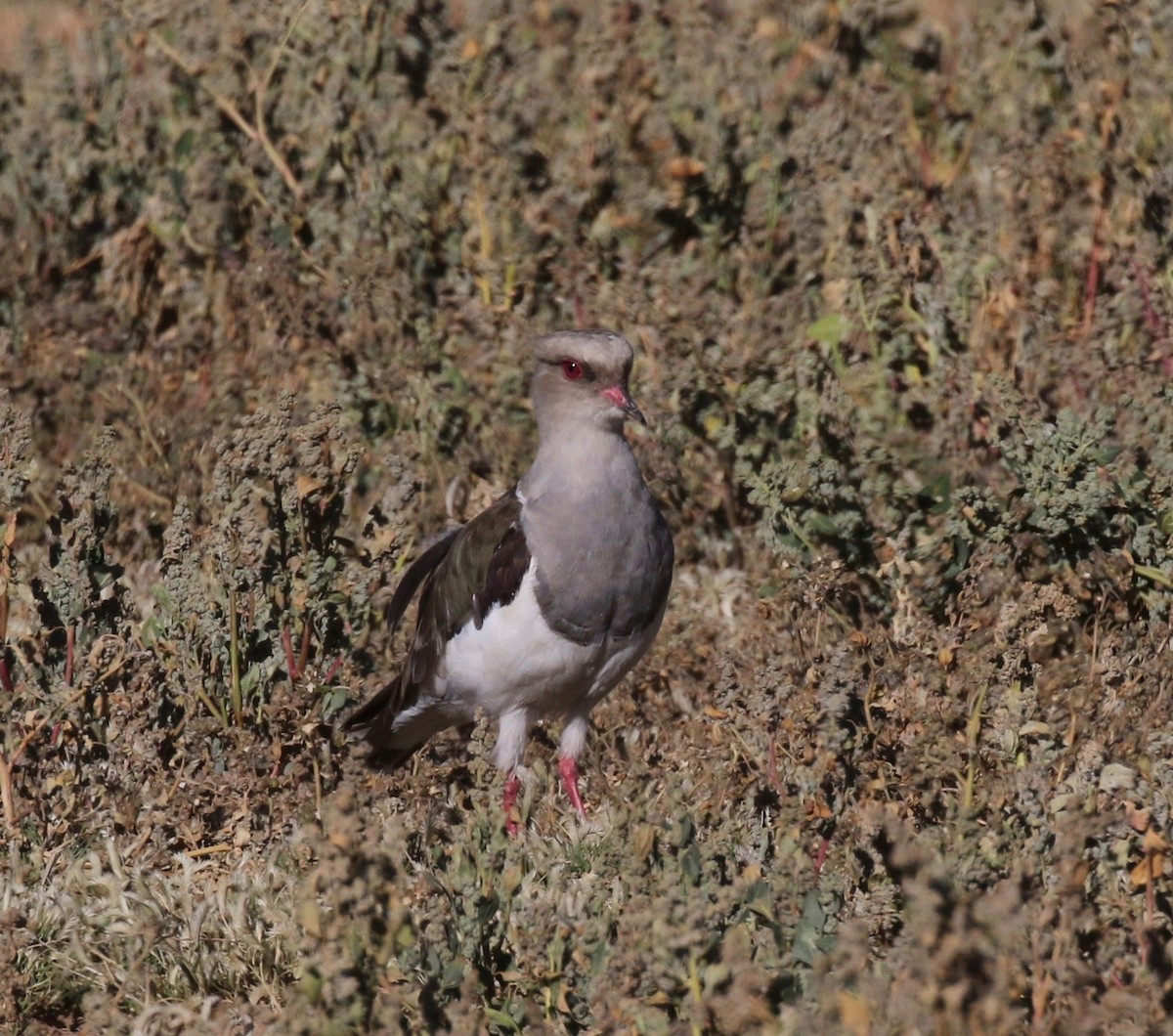 Andean Lapwing - ML113037651