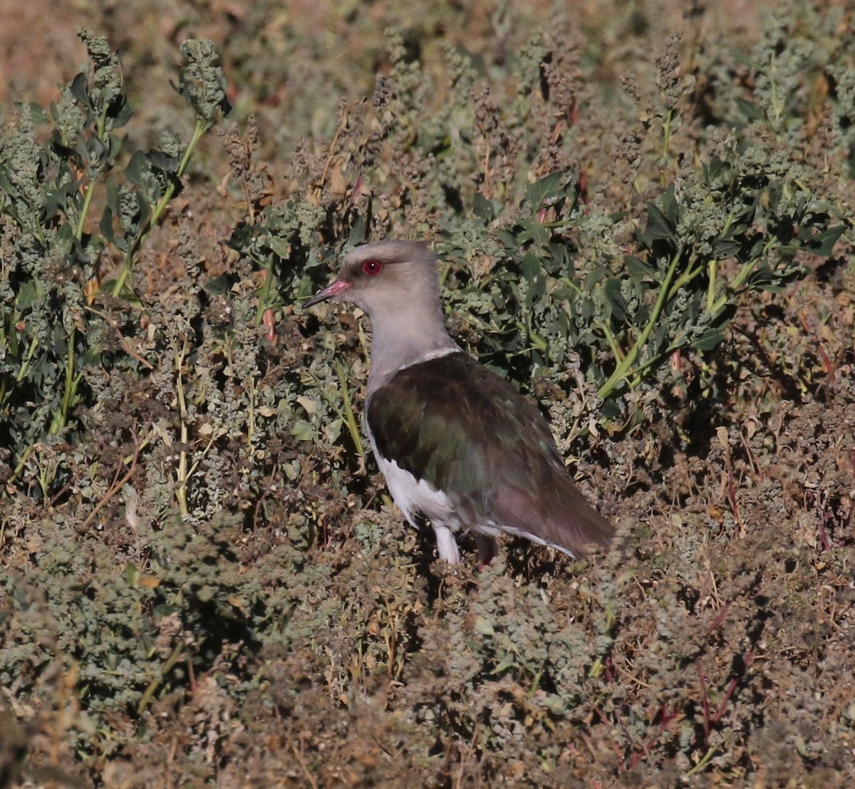 Andean Lapwing - ML113037661