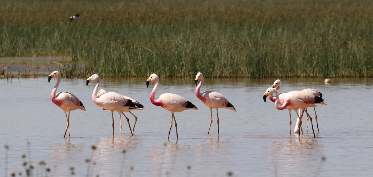 Andean Flamingo - Sandy Vorpahl