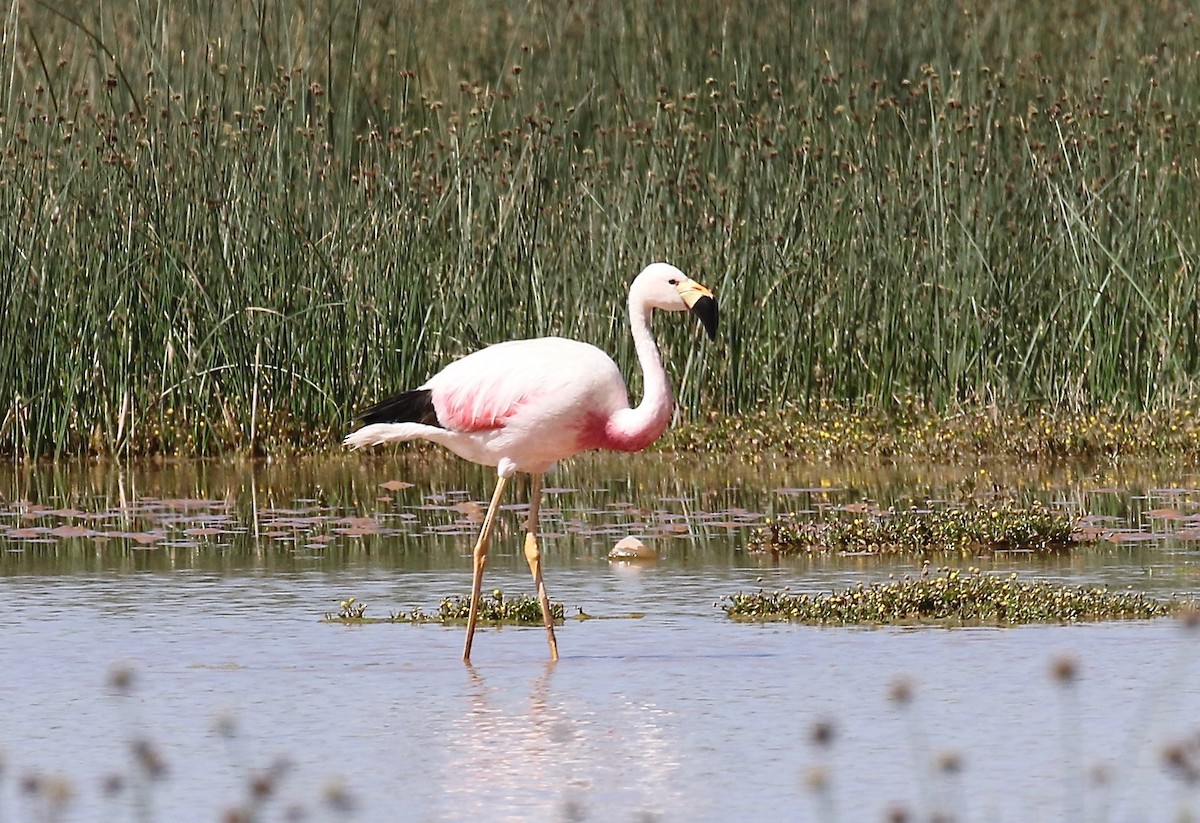 Andean Flamingo - ML113038831