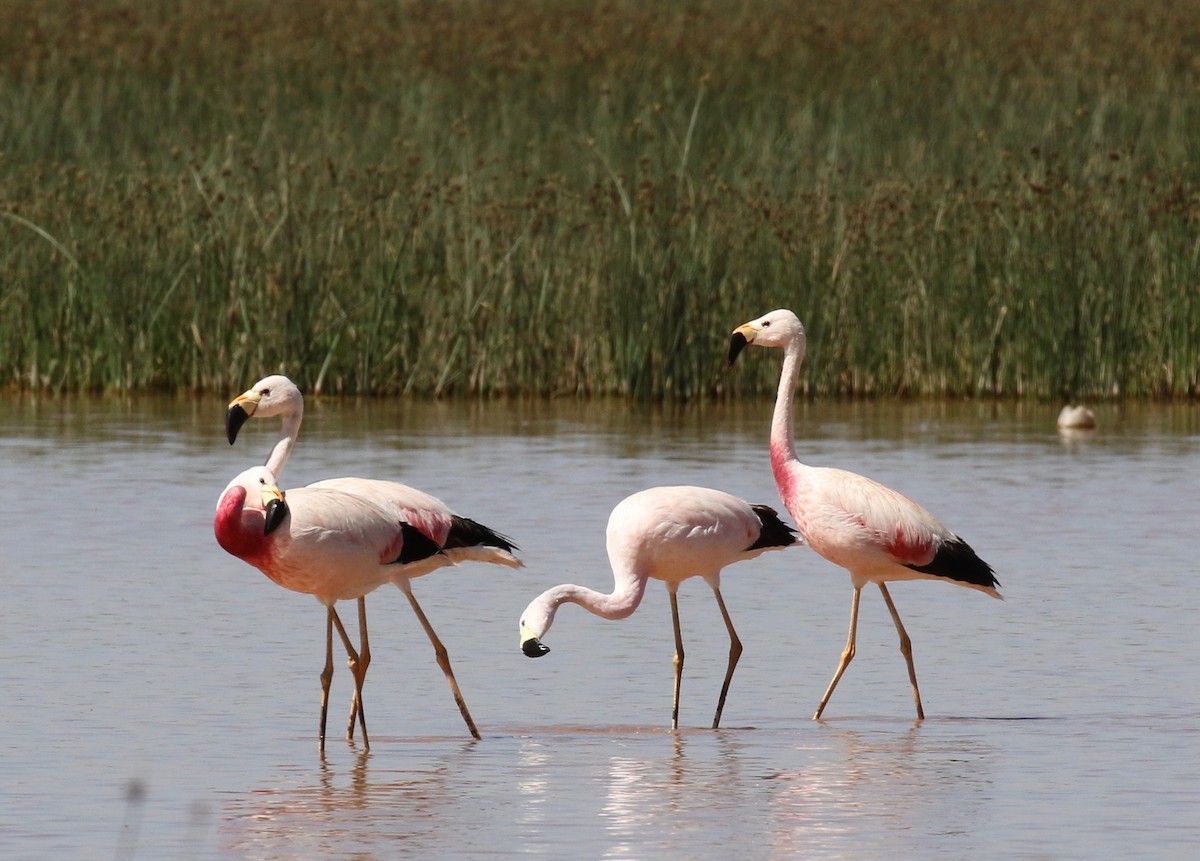 Andean Flamingo - ML113038841