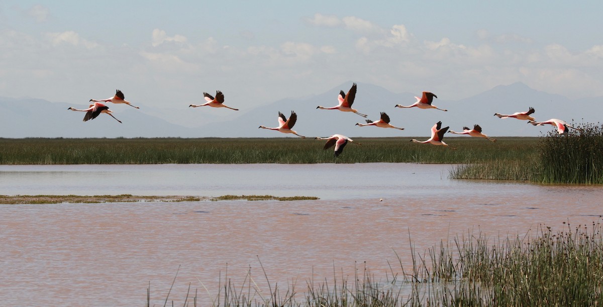 Andean Flamingo - ML113038861