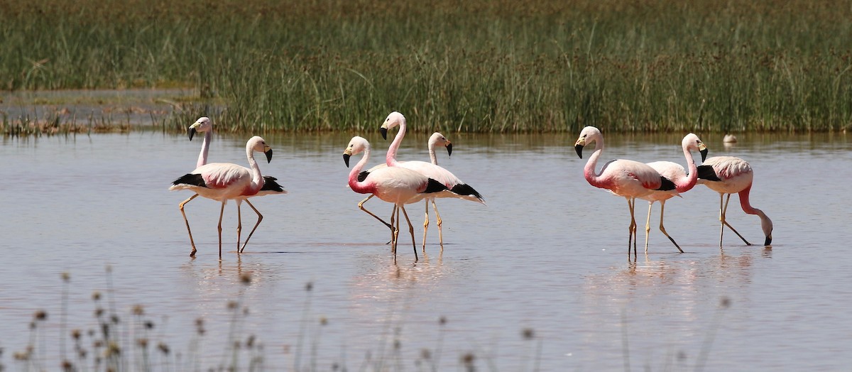 Andean Flamingo - Sandy Vorpahl