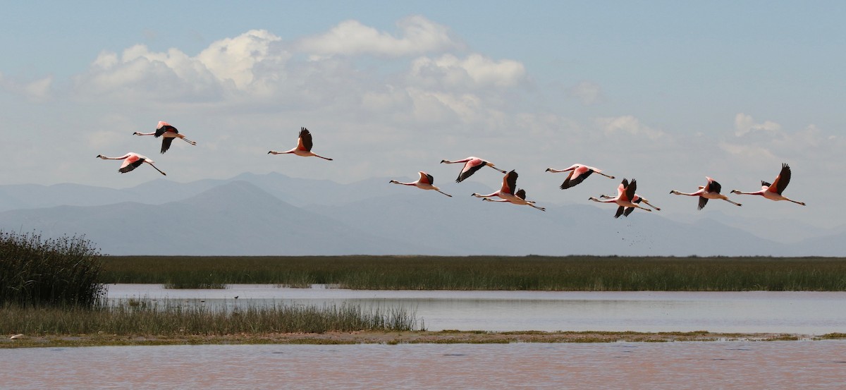 Andean Flamingo - ML113038881