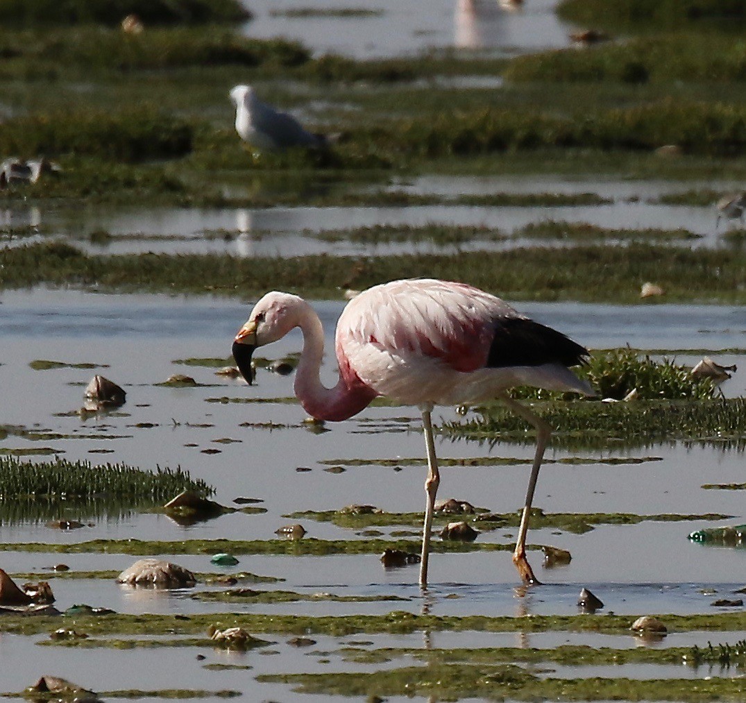 Andean Flamingo - ML113039541