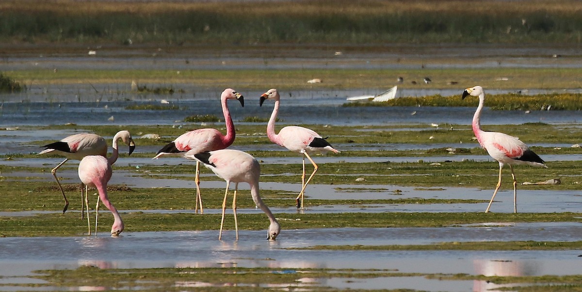 Andean Flamingo - ML113039551