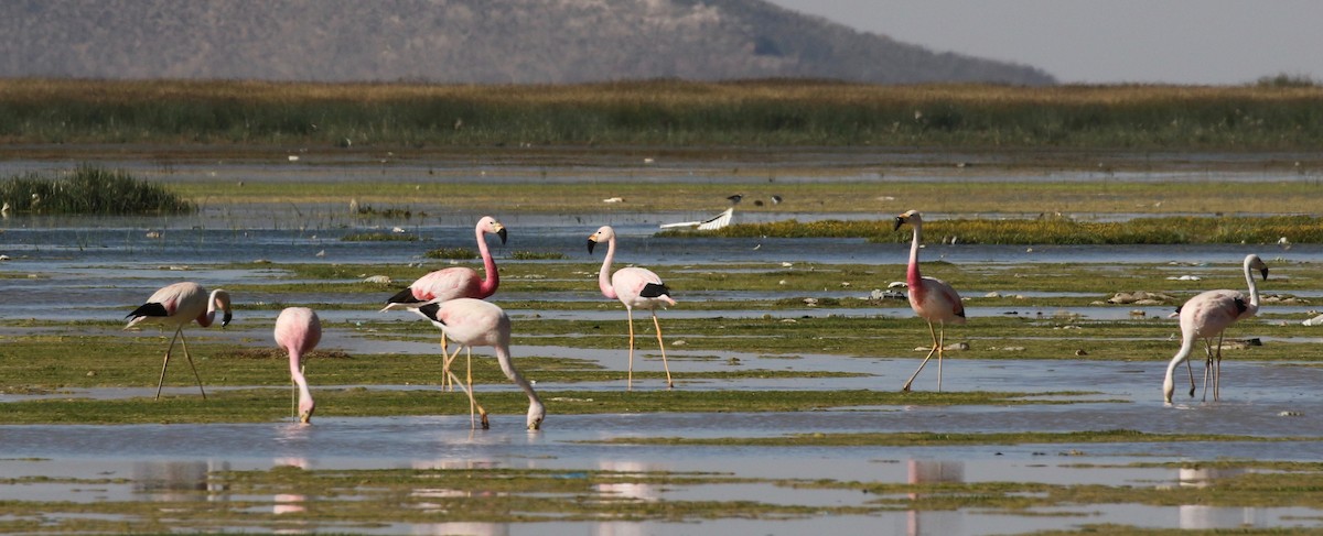 Andean Flamingo - ML113039571