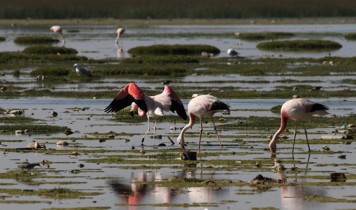 Andean Flamingo - ML113039581