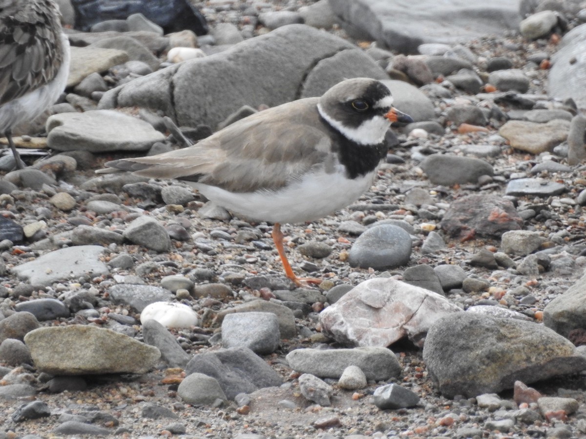Semipalmated Plover - Fred Zagst