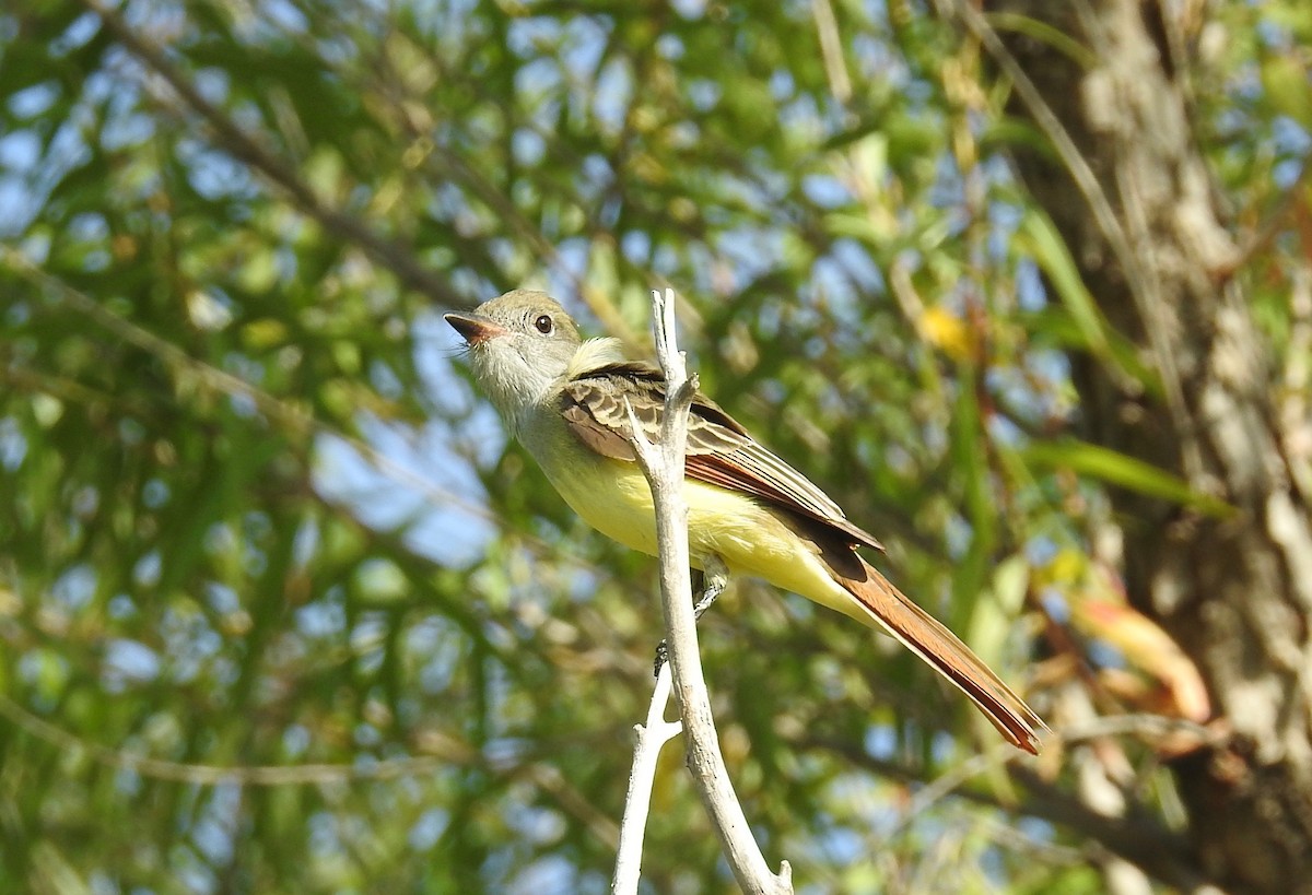 Great Crested Flycatcher - ML113052831
