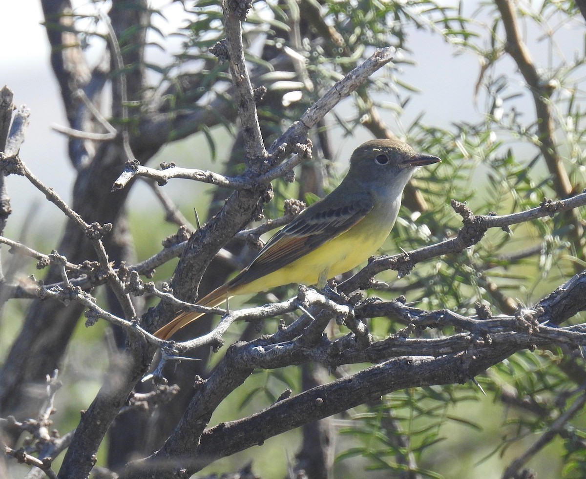 Great Crested Flycatcher - ML113052901