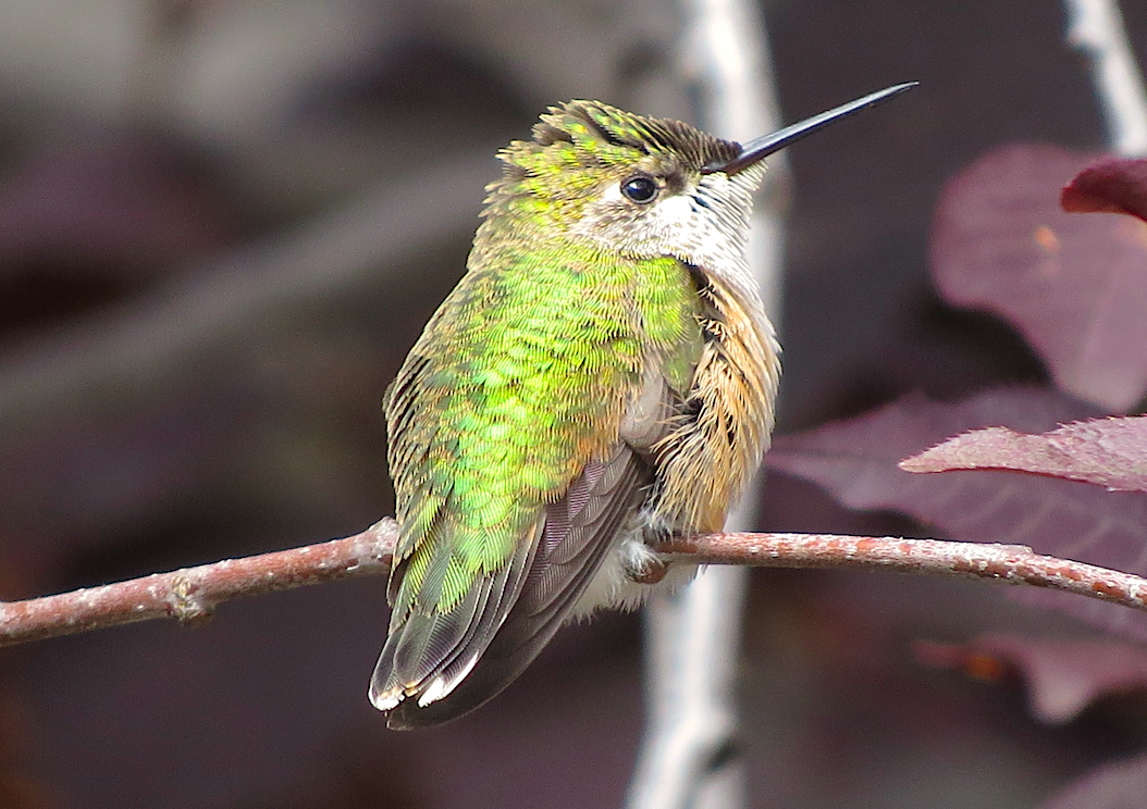 Calliope Hummingbird - Ted Floyd