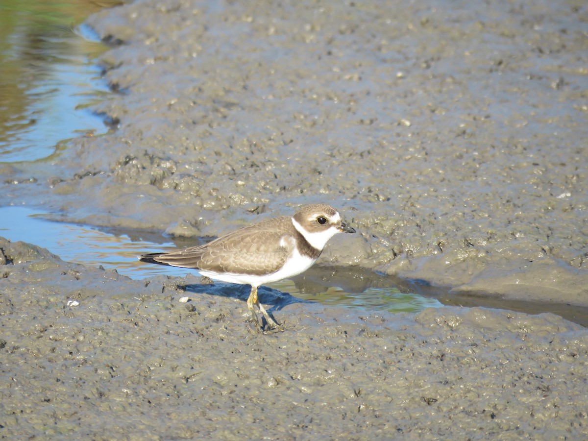 Semipalmated Plover - Mary Trombley