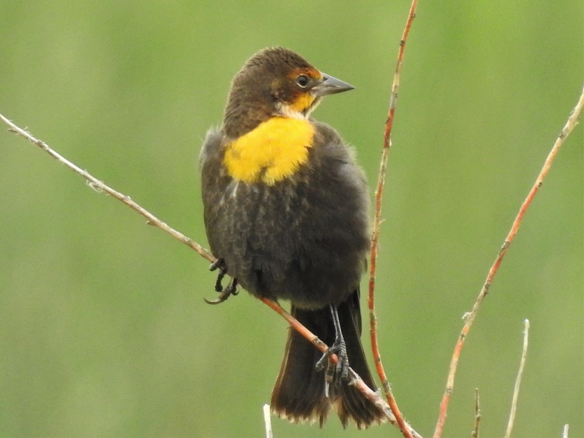 Yellow-headed Blackbird - Alan Ketcham
