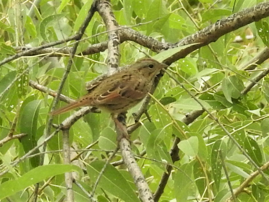 new world sparrow sp. - Alan Ketcham