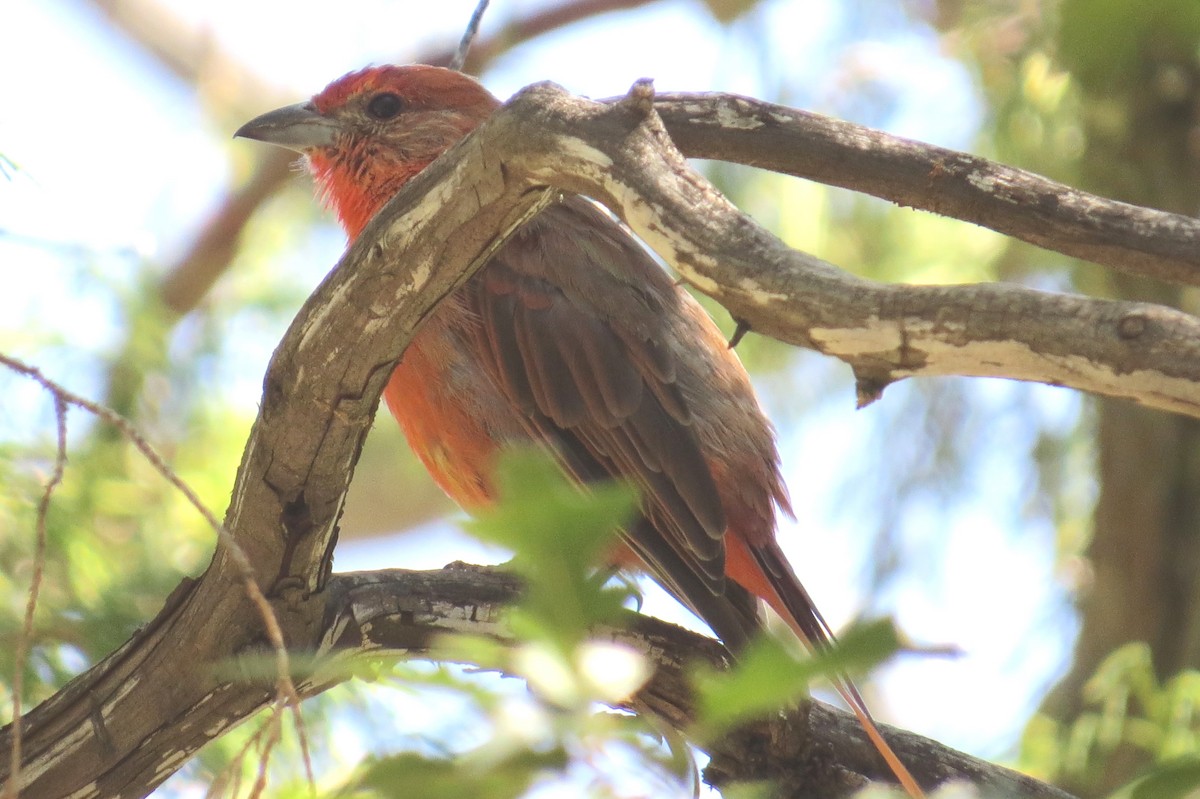 Hepatic Tanager - ML113058811