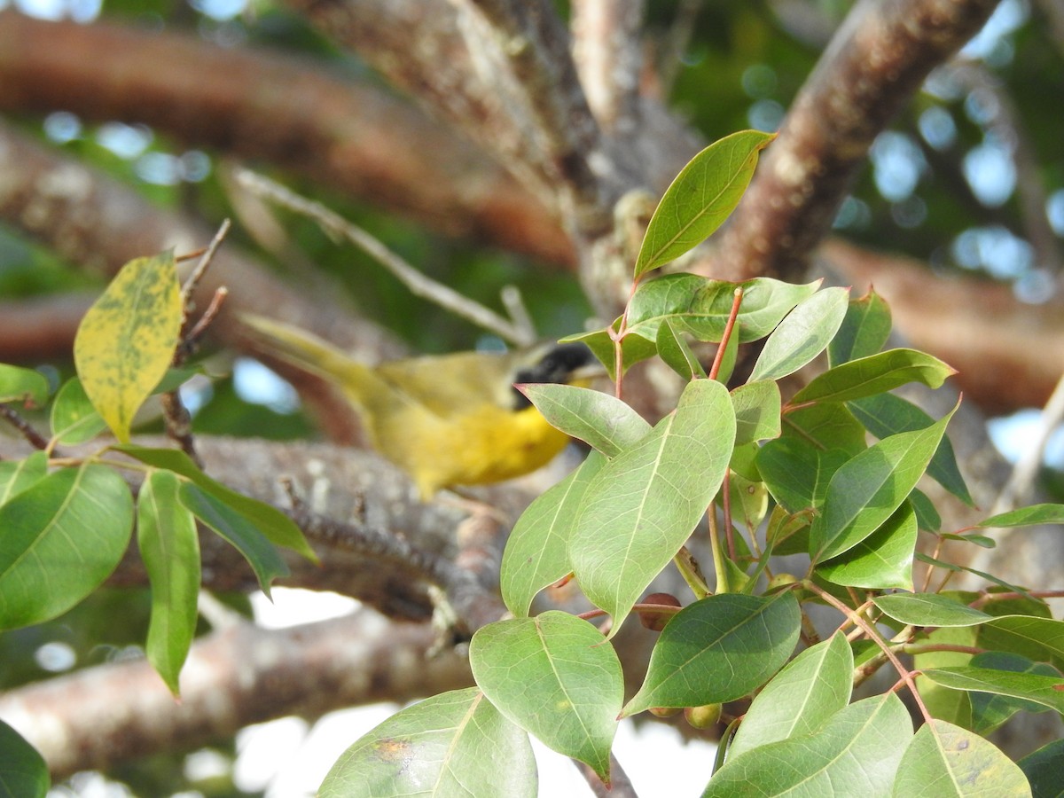 Bahama Yellowthroat - elwood bracey