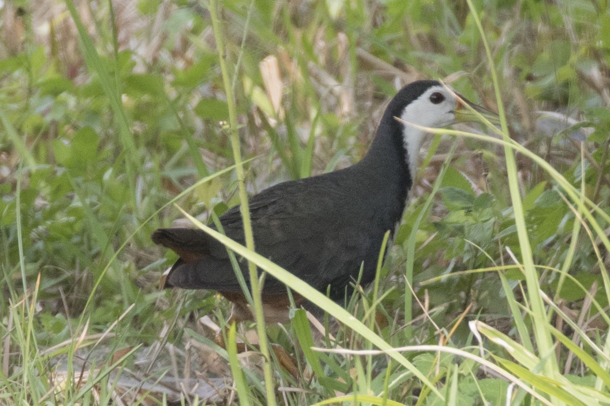 White-breasted Waterhen - Phil Richardson