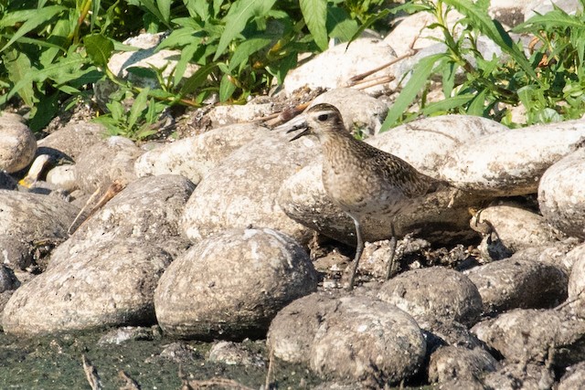 Pacific Golden-Plover