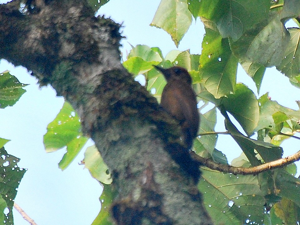 Smoky-brown Woodpecker - ML113063711
