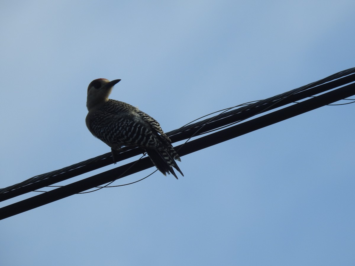 West Indian Woodpecker - ML113064061
