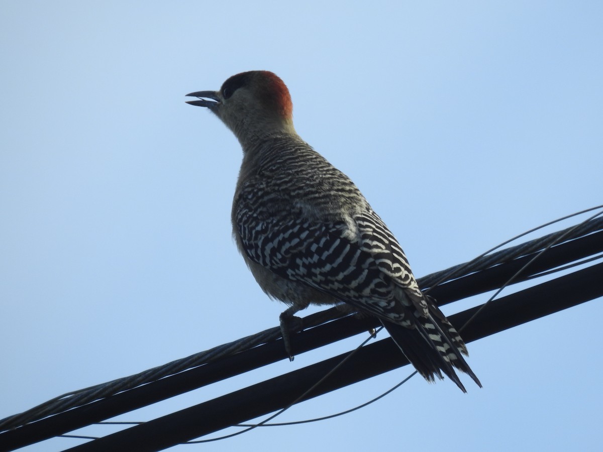 West Indian Woodpecker - elwood bracey