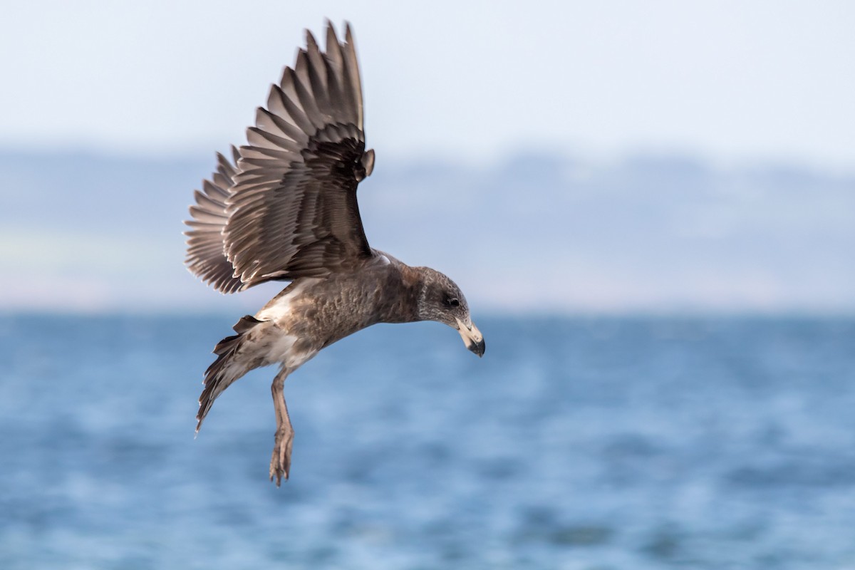 Pacific Gull - Andrew Allen
