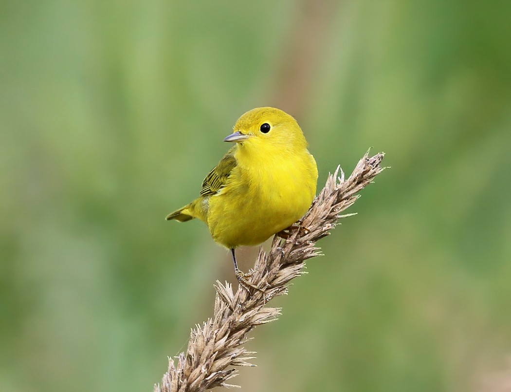 Yellow Warbler - Tom Murray
